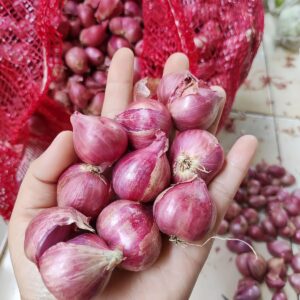 Shallots Big Size / சின்ன வெங்காயம் பெரியது