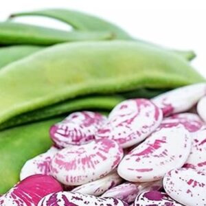 பட்டர் பீன்ஸ் / Double Butter beans (250 gms)