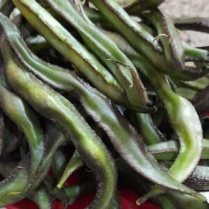 கோழி அவரைக்காய் / Kozhi Broad Beans