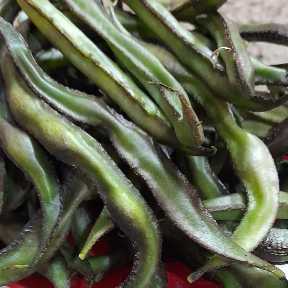 கோழி அவரைக்காய் / Kozhi Broad Beans