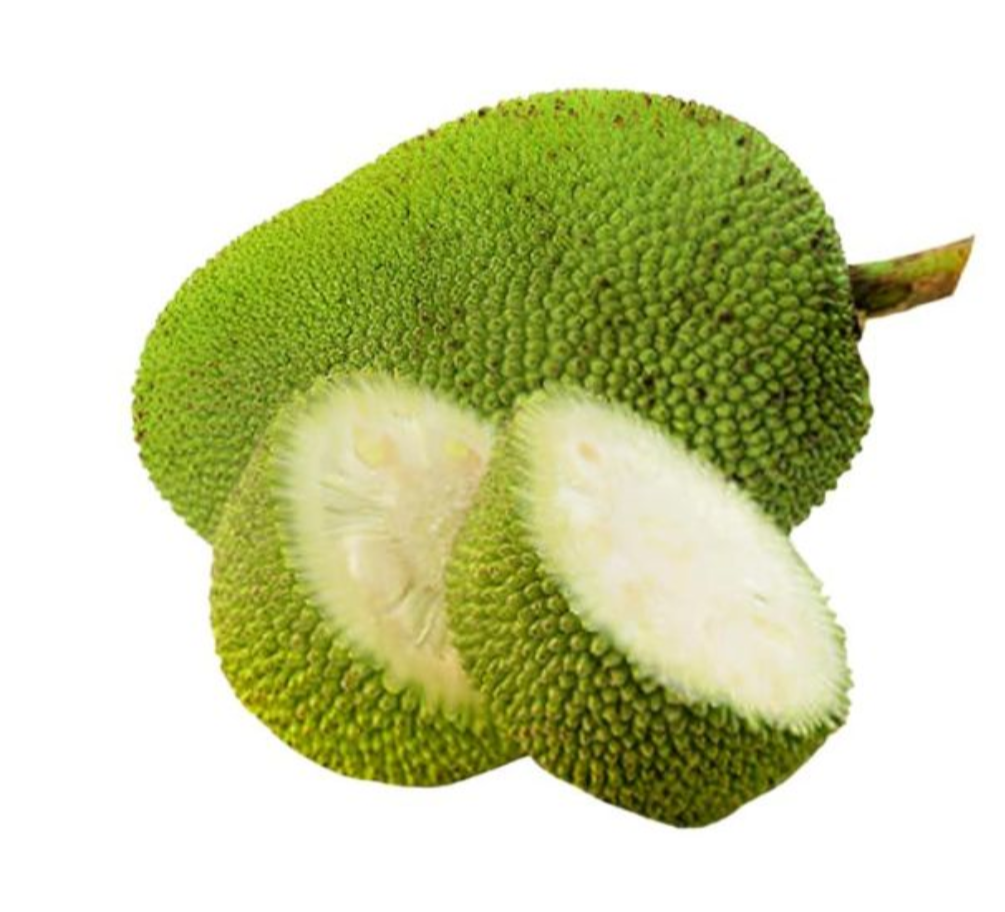 Green Raw Jack fruit / பலாக்காய் / பலா பிஞ்சு