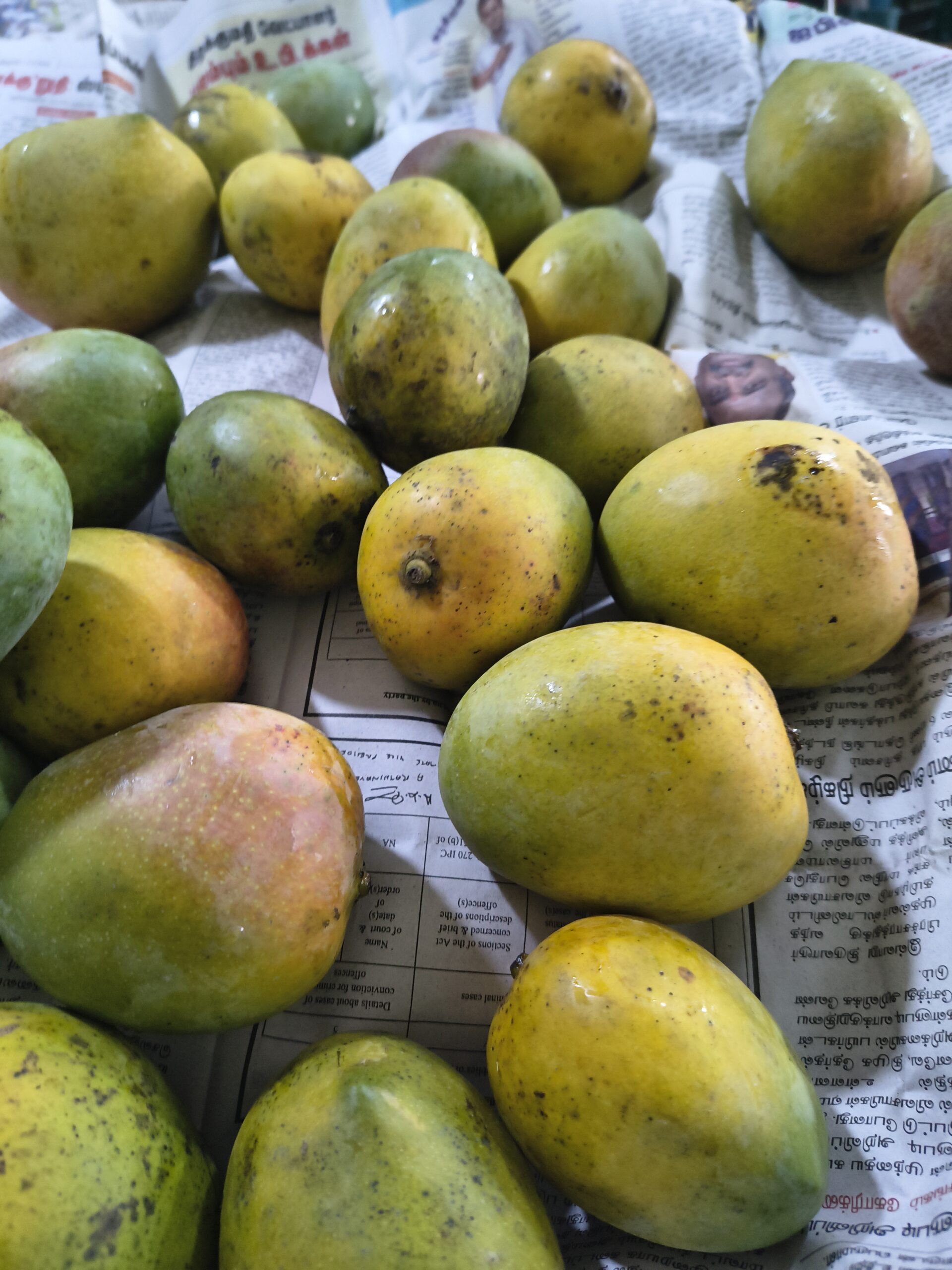 செந்தூர மாம்பழம் / Senthoora Mango-100% Organic - Image 3