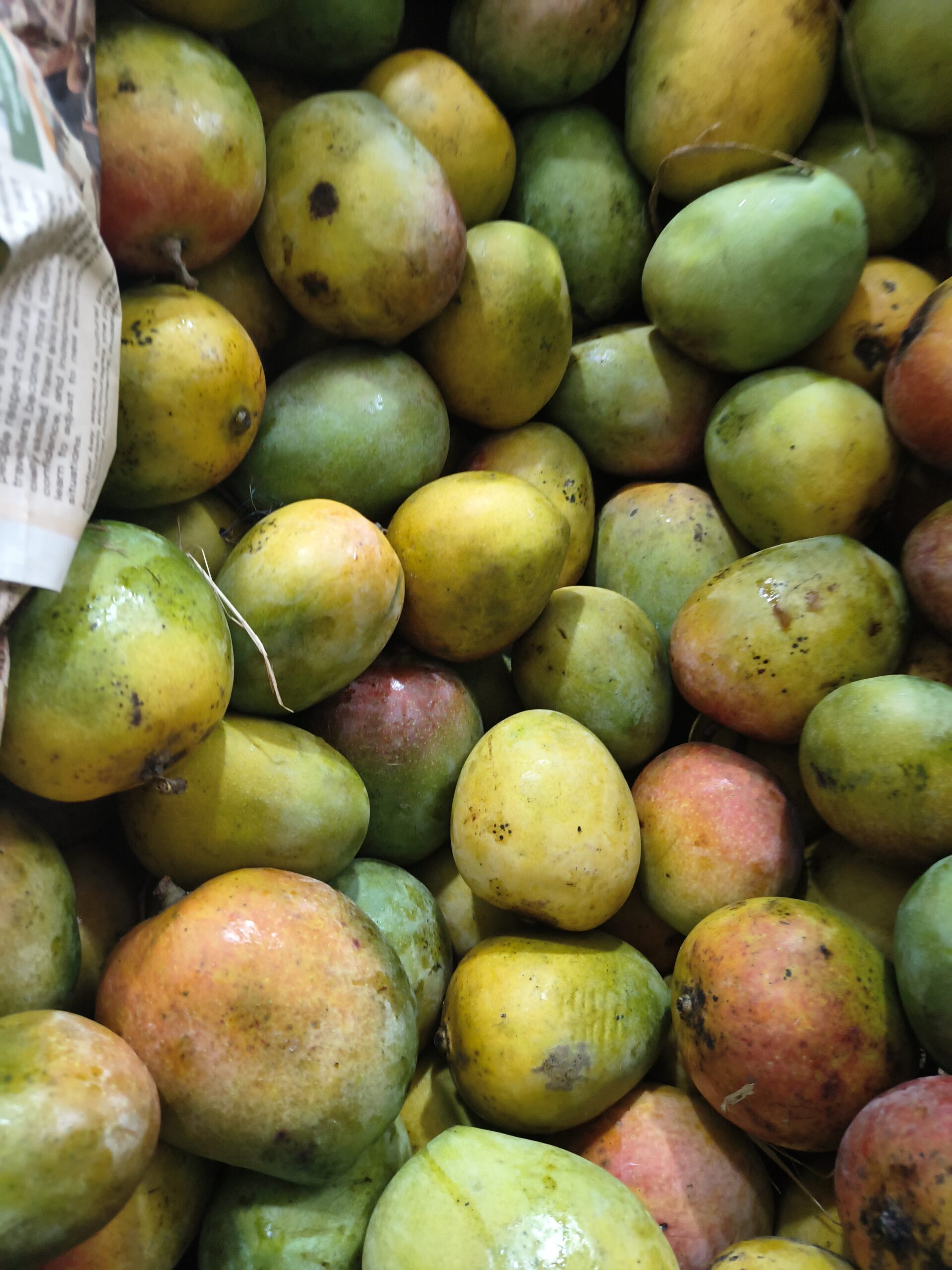 செந்தூர மாம்பழம் / Senthoora Mango-100% Organic - Image 6
