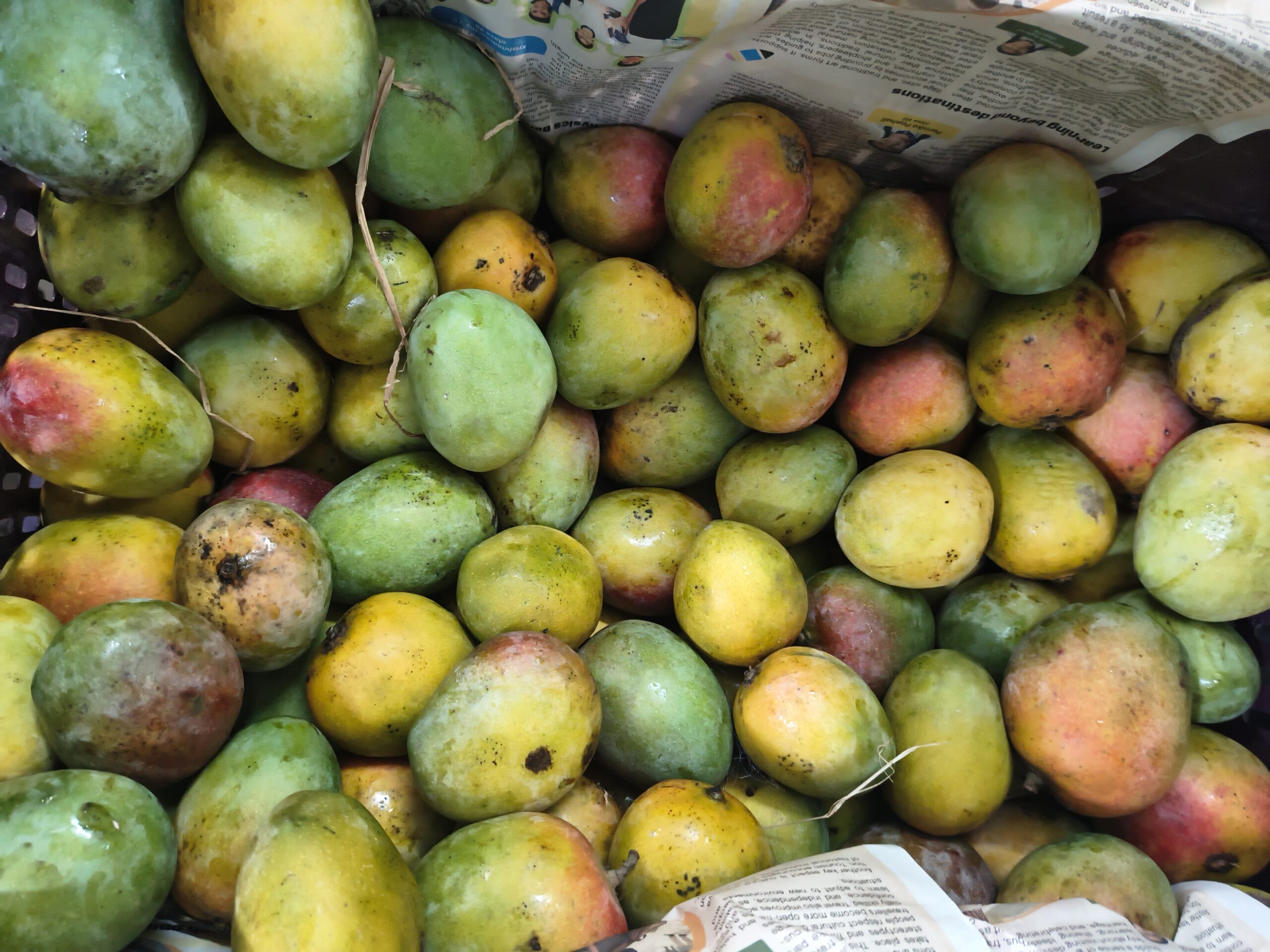 செந்தூர மாம்பழம் / Senthoora Mango-100% Organic - Image 7