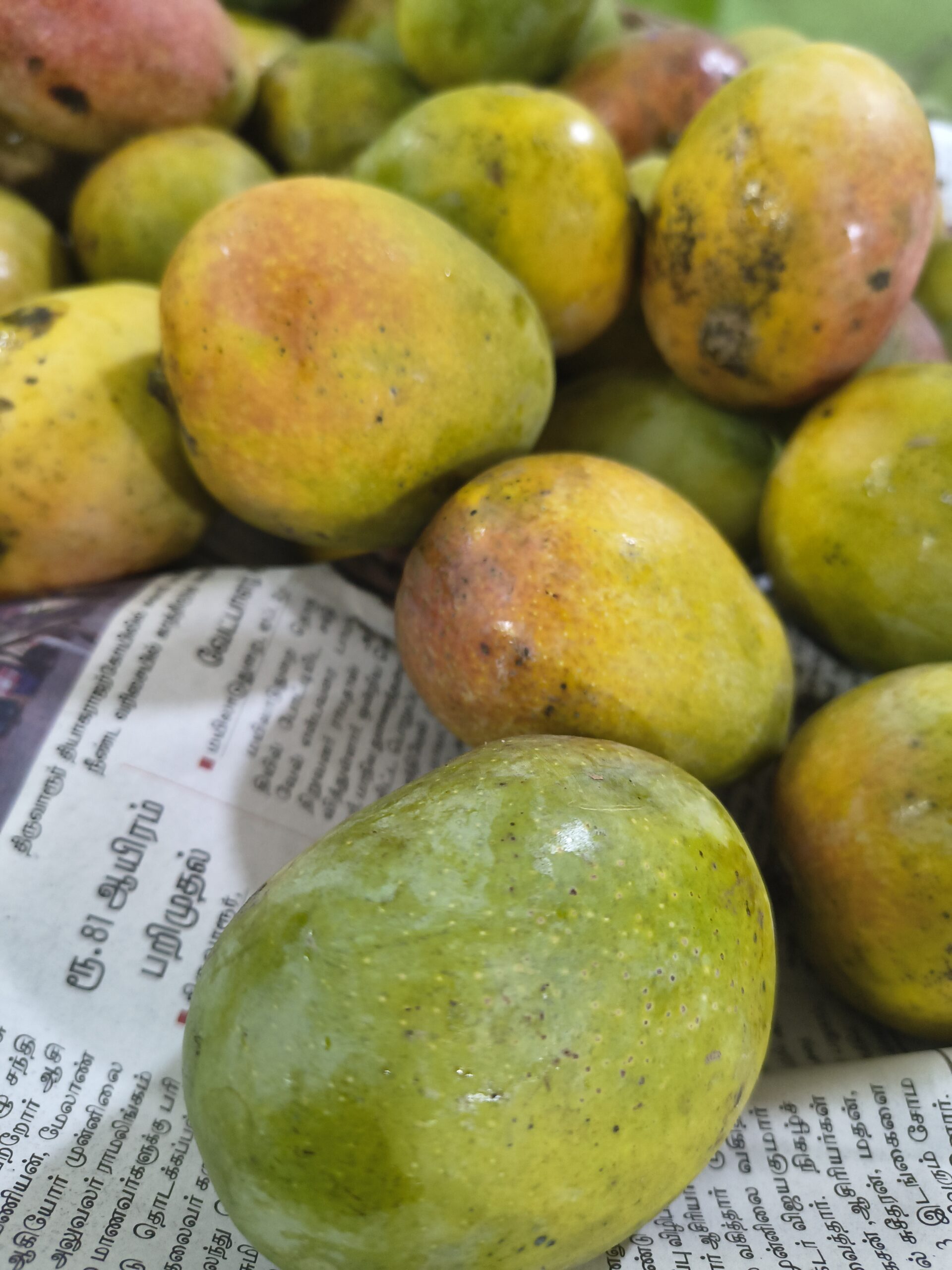 செந்தூர மாம்பழம் / Senthoora Mango-100% Organic - Image 4