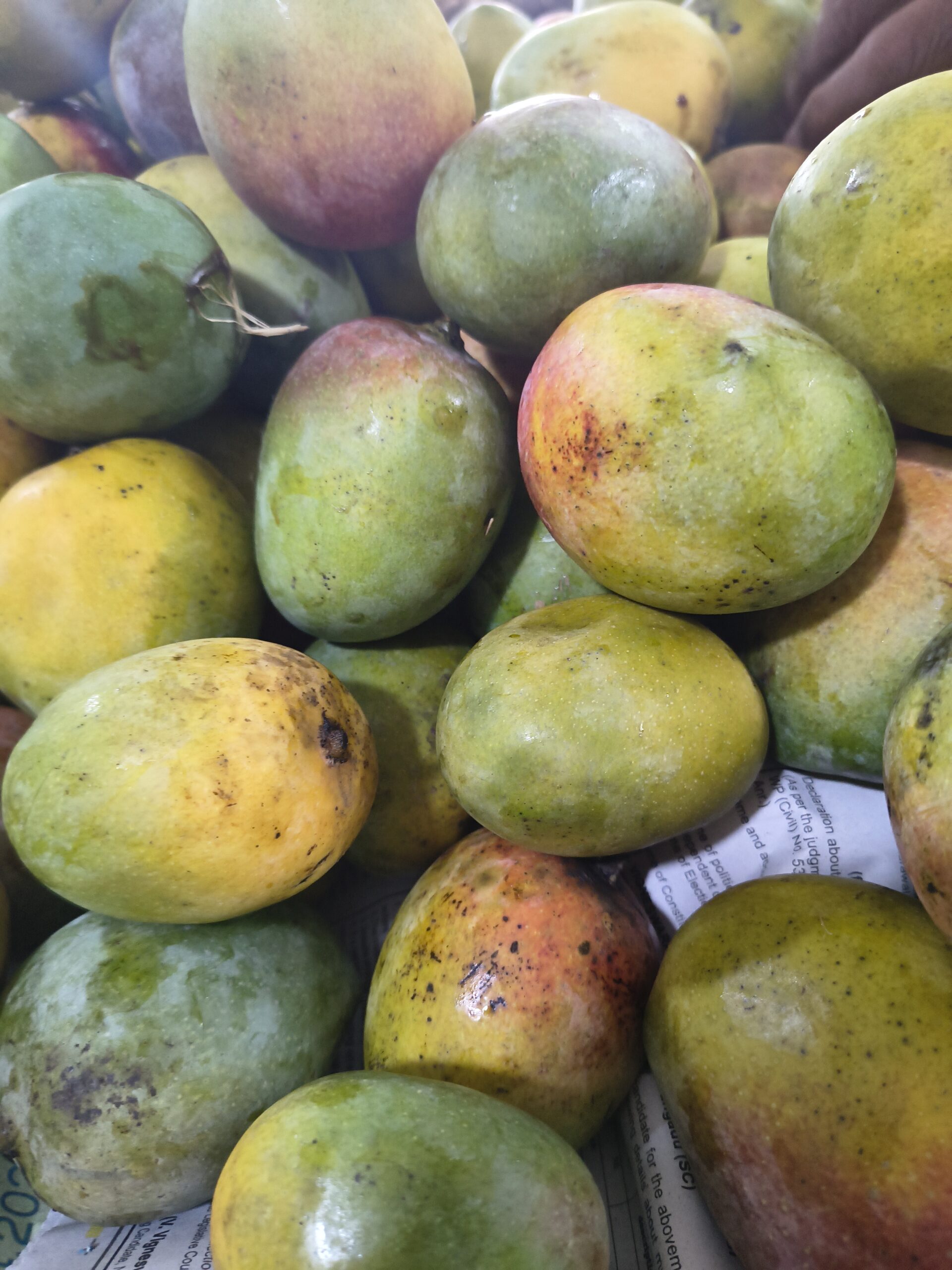 செந்தூர மாம்பழம் / Senthoora Mango-100% Organic - Image 5