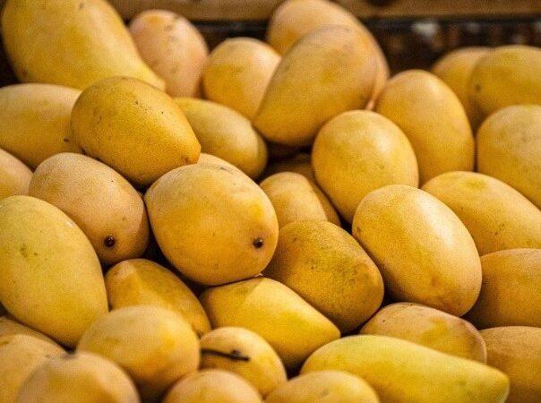 பங்கனப்பள்ளி மாம்பழம் / Vangana Palli Mango-100% Organic