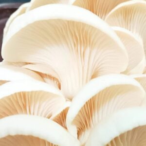 Oyster mushroom Packet /சிப்பி காளான் பாக்கெட் (200gms)